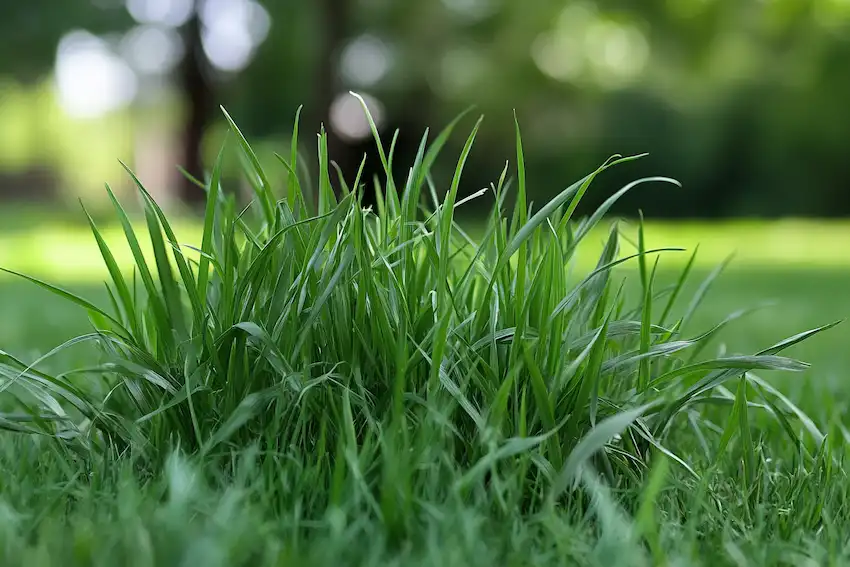 goose grass in home yard