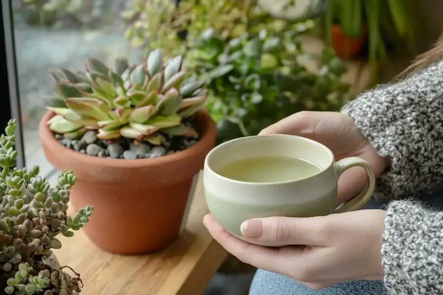 a cup of kalanchoe pinnata tea