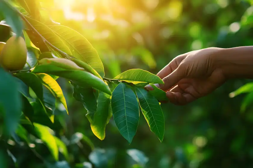 fresh mango leaves growing on a tree