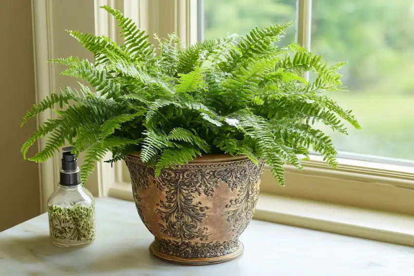 a close up of a well maintained boston fern