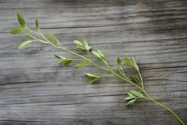 fresh branch of common wireweed