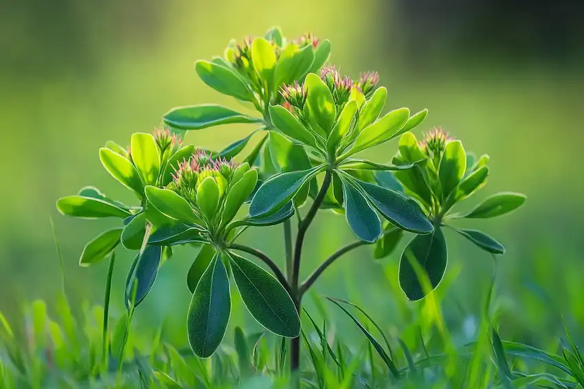 euphorbia hirta