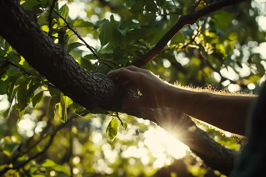 shape using pruning shears