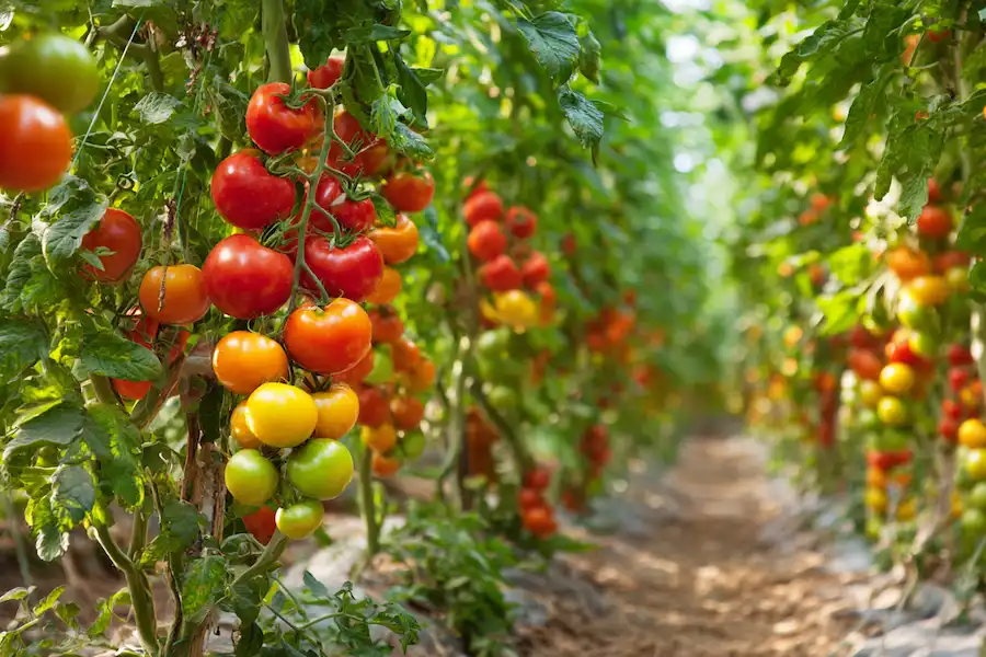 healthy pruned tomato plants full of fruit