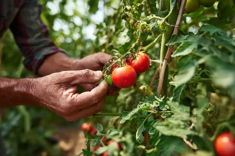 how to prune tomato plant for more fruit
