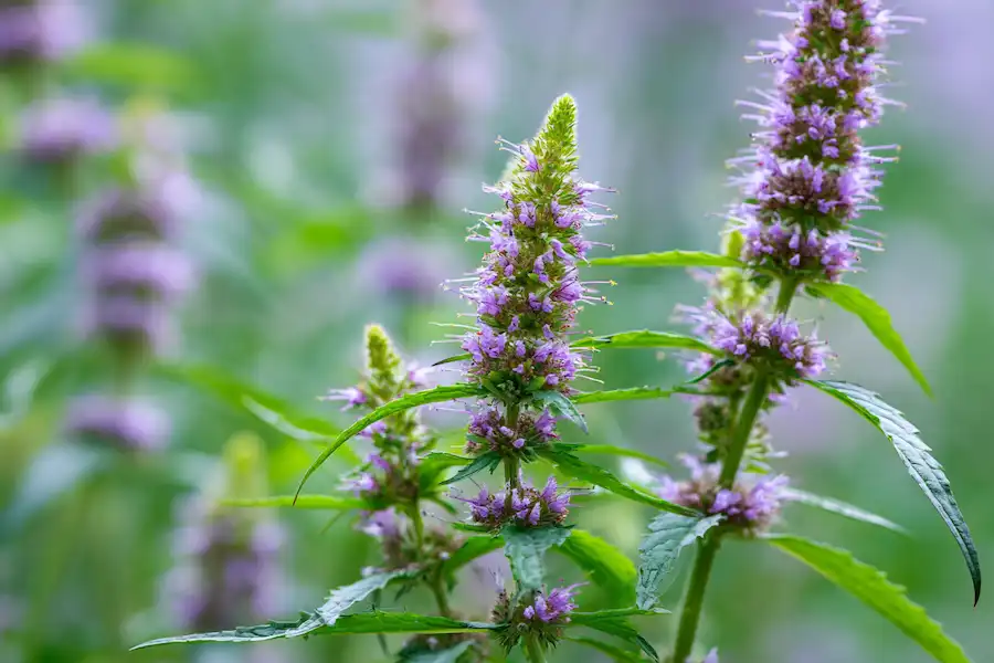photo de fleurs de feuilles de plantes d'agripaume