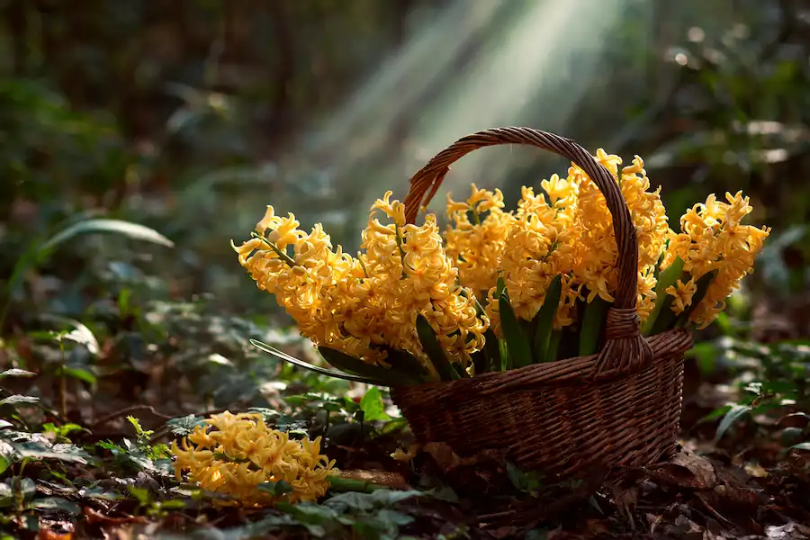sanziene traditie natura