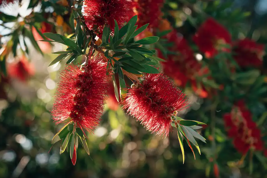 bottlebrush plant health benefits