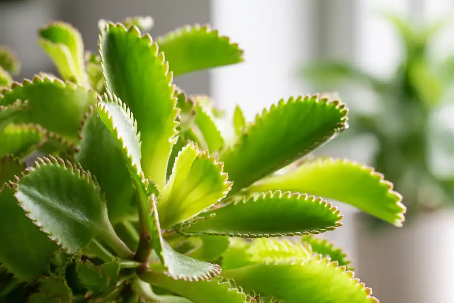 mother of thousands health benefits