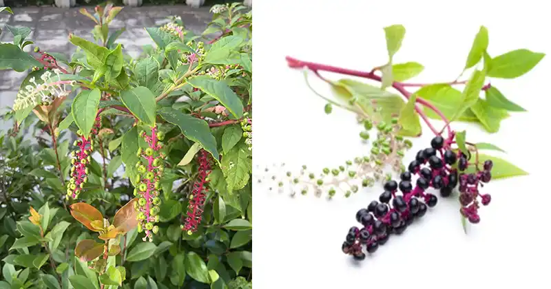 Ciumăfaia Americană (Phytolacca americana): De ce trebuie să te ferești de această plantă toxică