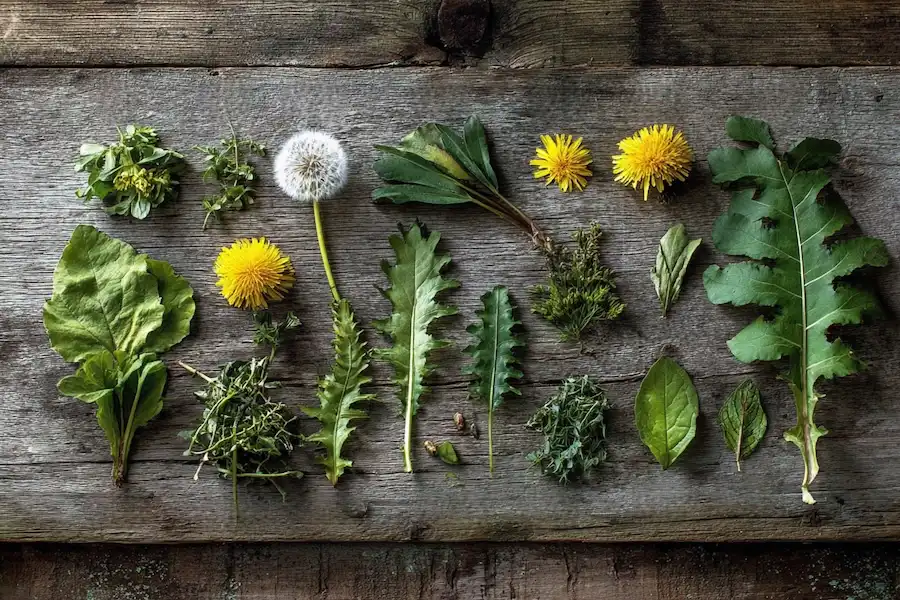 foraging edible weeds collection