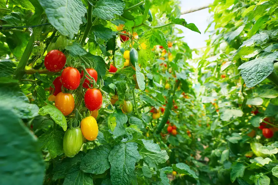 healthy vegetable garden harvest
