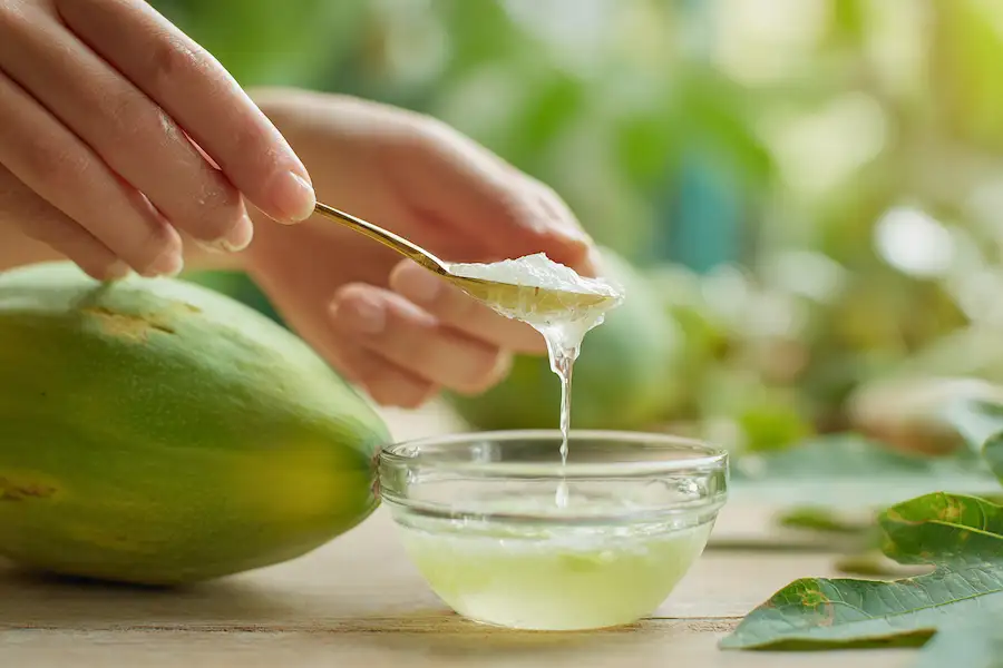 collecting papaya sap for cracked heels