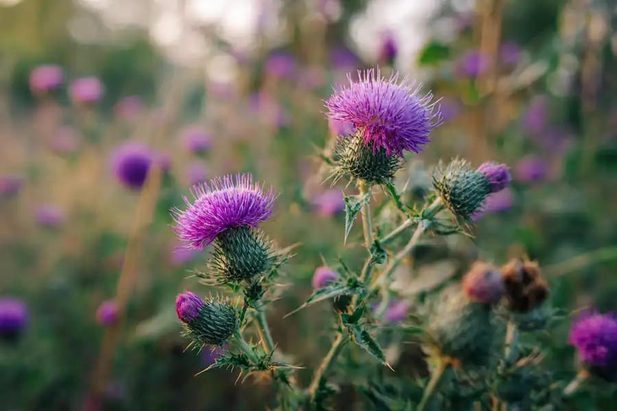 creeping thistle medicinal plant