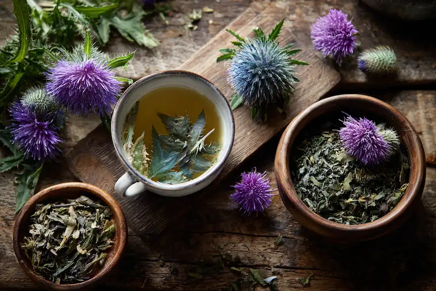 creeping thistle uses tea and poultice