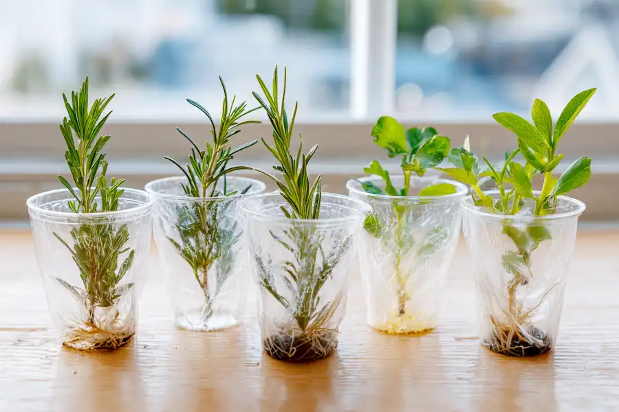 cuttings rooting in water