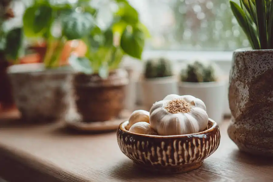 lutte antiparasitaire contre la gousse d'ail