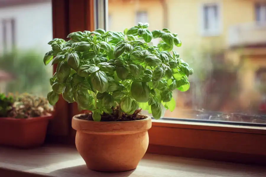 healthy homegrown basil plants
