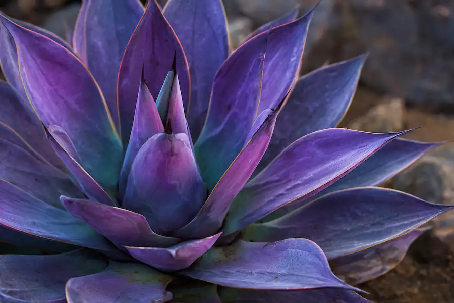 purple maguey agave medicinal