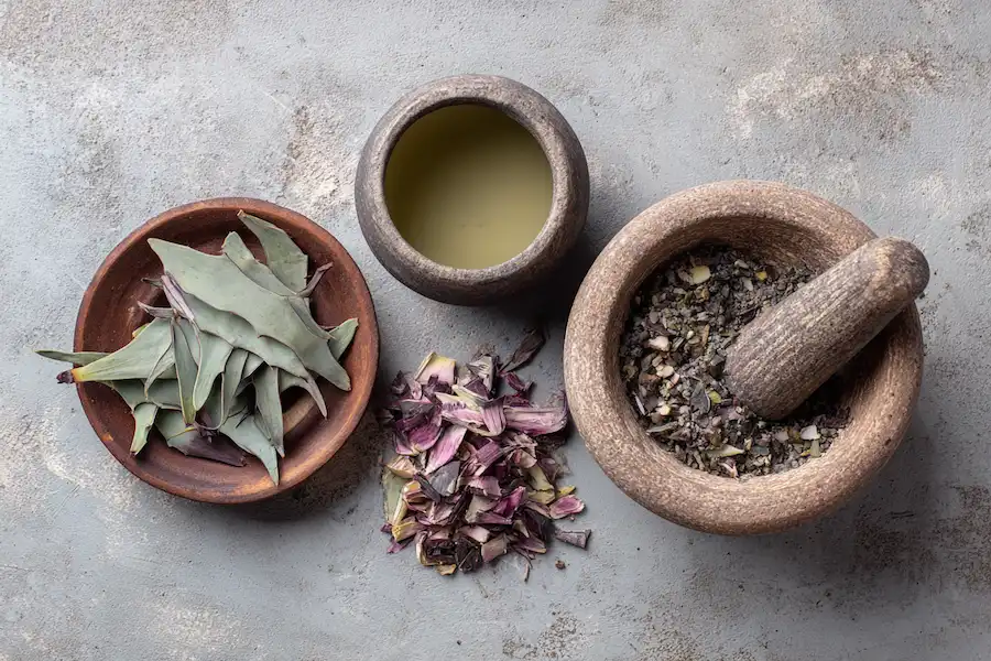 purple maguey medicinal uses