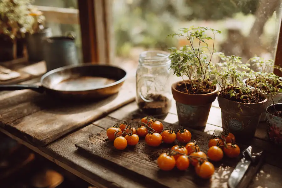 reuse rotten tomatoes eco friendly ideas