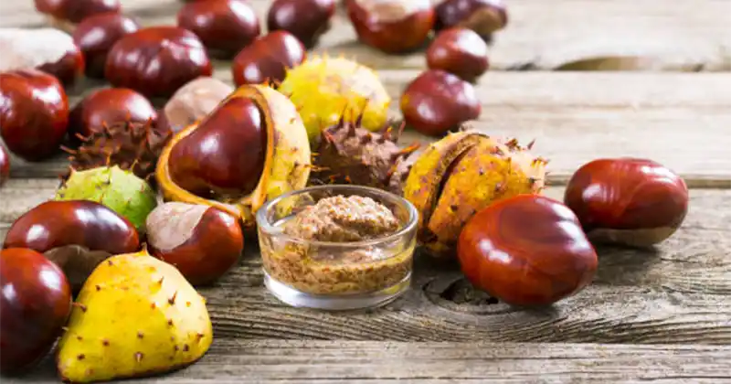 Top 5 Utilizări Naturale ale Castanului Sălbatic Acasă
