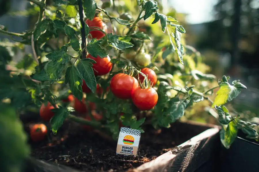 récolte de tomates de Whopper