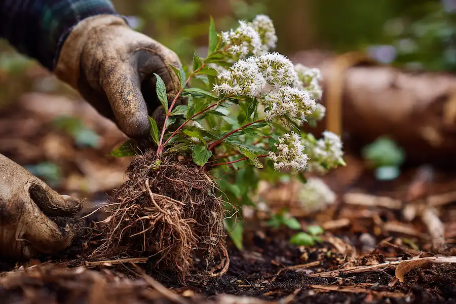 toxic white snakeroot warning