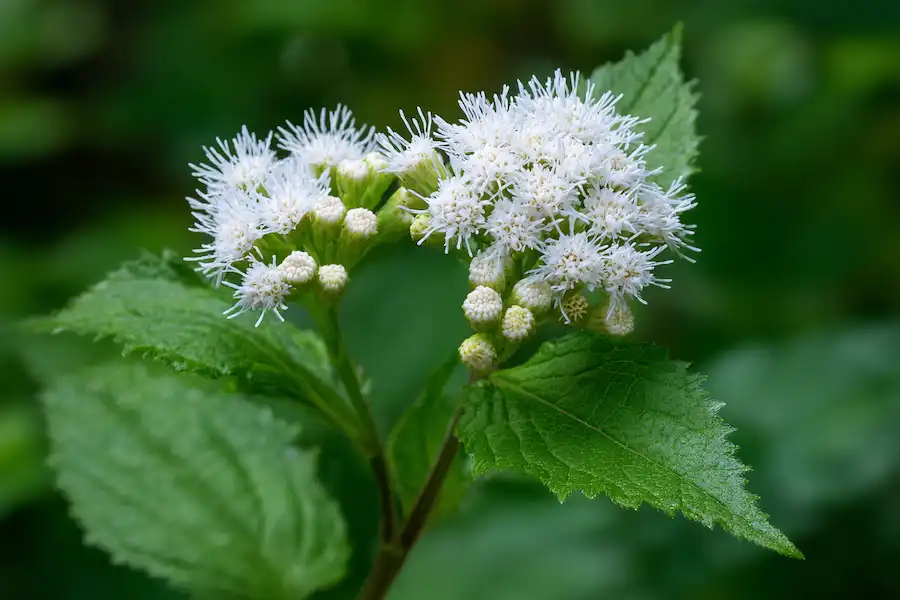 white snakeroot identification guide