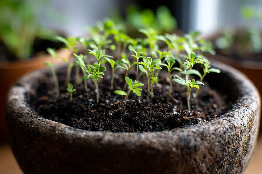 plants de tomates Whopper