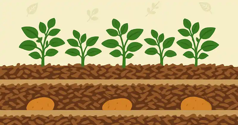 Can You Grow Potatoes in Only Leaves? A Practical, Standalone Guide