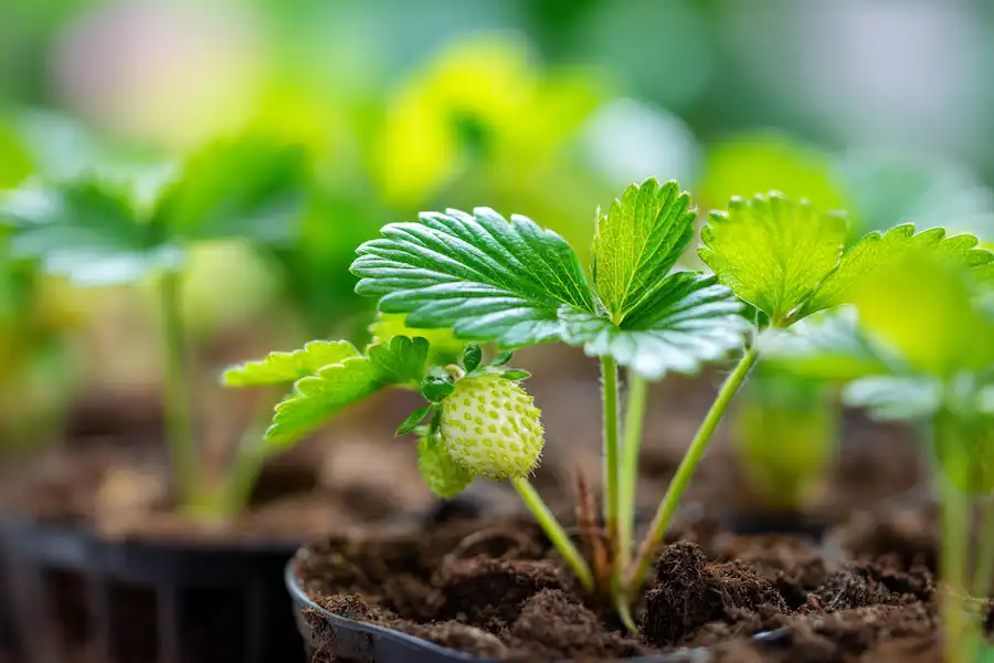 jardin de jeunes plants de fraises