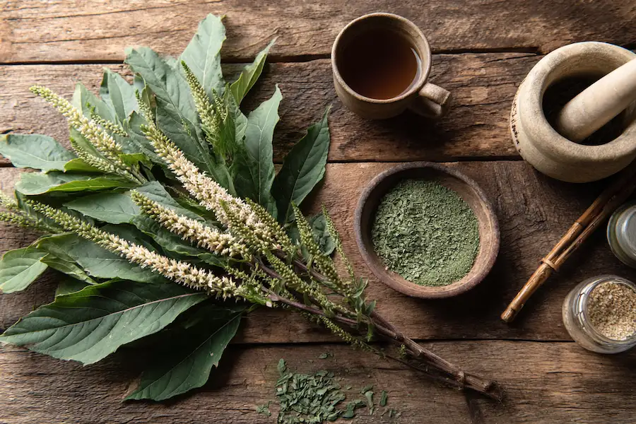 achyranthes aspera devils horsewhip herbal tea medicinal uses natural remedy