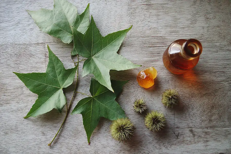 american sweetgum leaves resin fruit medicinal uses