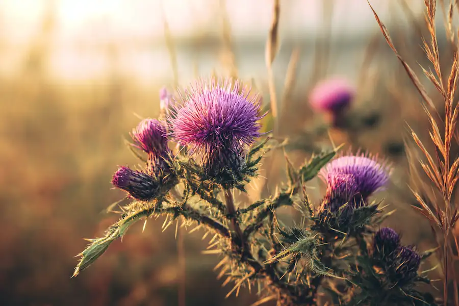 bull thistle cirsium vulgare wildflower sunlight healing nature meadow