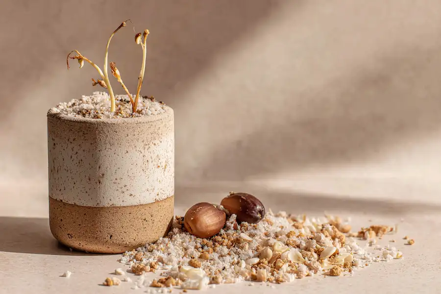 date palm sprouted seeds potting mix tall pots