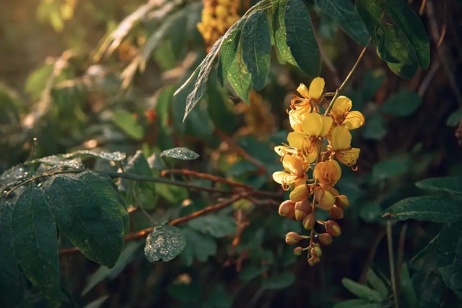 enna alata candle bush ringworm bush natural healing herbal medicine yellow flowers