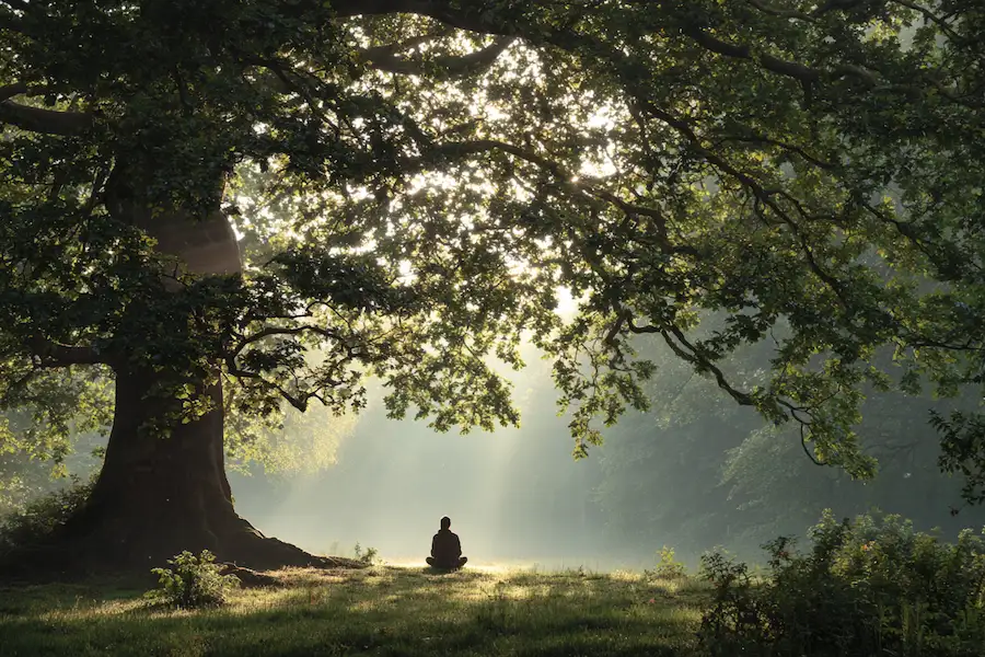 forest meditation calm breathing grounded energy
