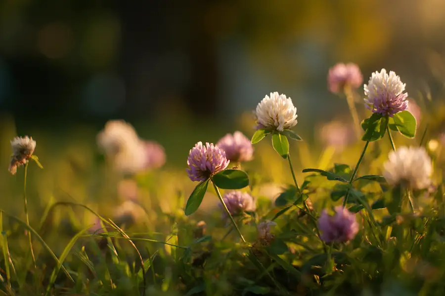gomphrena celosioides wildflower natural healing green field sunlight