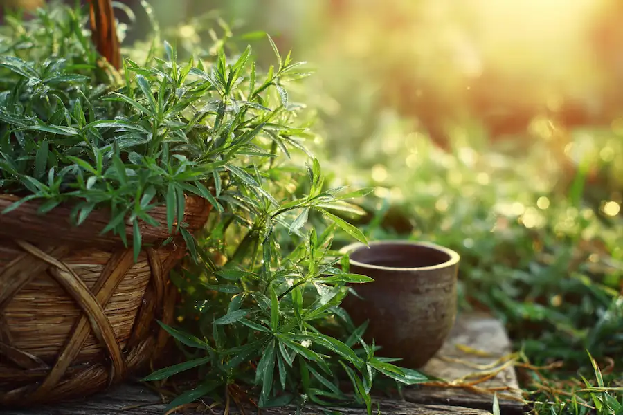 goosegrass eleusine indica natural healing herbal medicine wild plant wellness