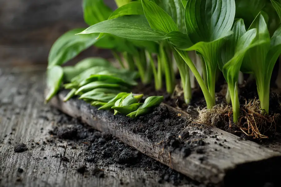 hosta edible shoots benefits medicinal uses