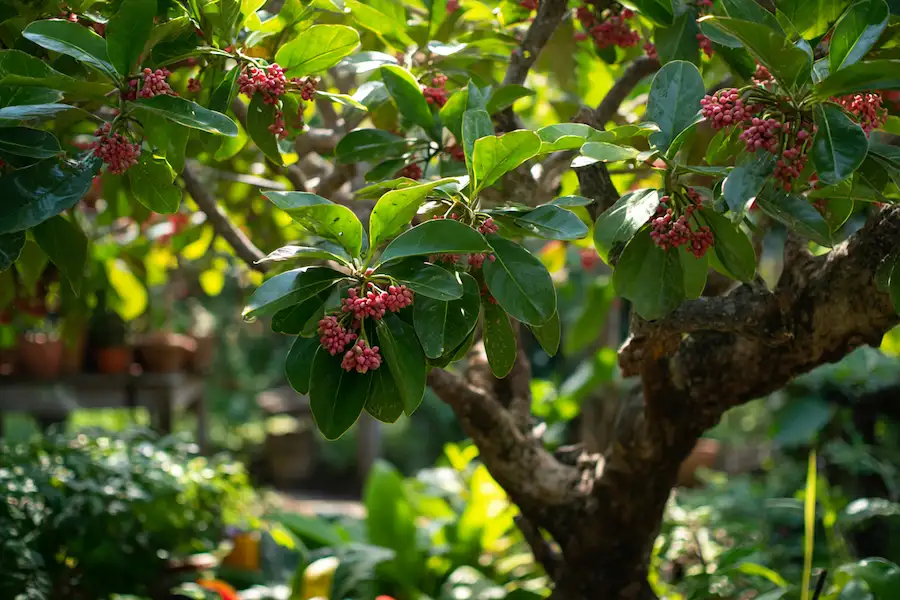 mature clove tree flowering garden aromatic buds