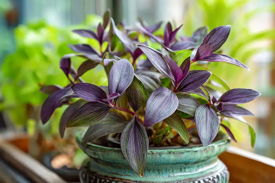 moses in the cradle tradescantia spathacea houseplant green purple foliage
