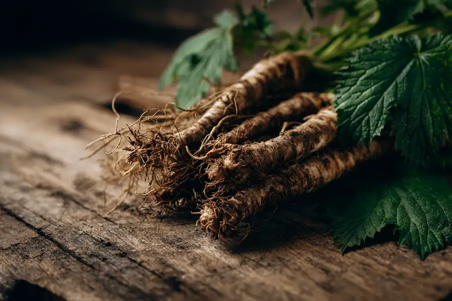 nettle root benefits urtica dioica natural remedy