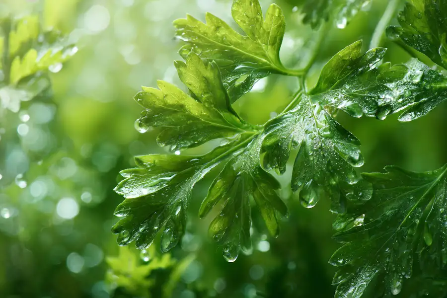 parsley green herb nature wellness symbol natural healing balance