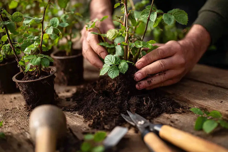 guide de jardinage étape par étape pour la propagation des boutures de rosiers
