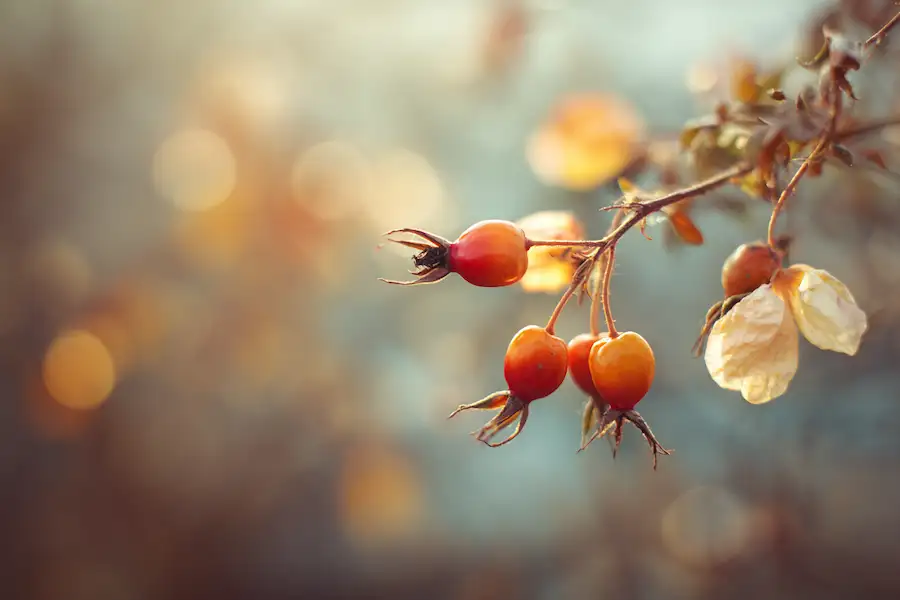 rose hips natural healing fruit wellness symbol beauty anti aging