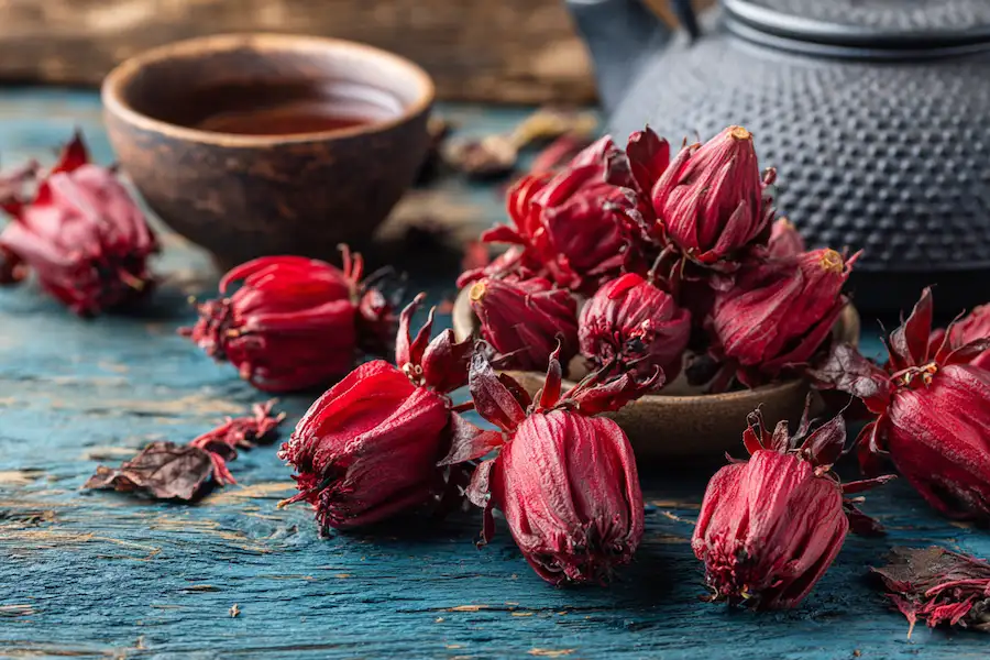 roselle calyces fresh dried hibiscus sabdariffa tea preparation