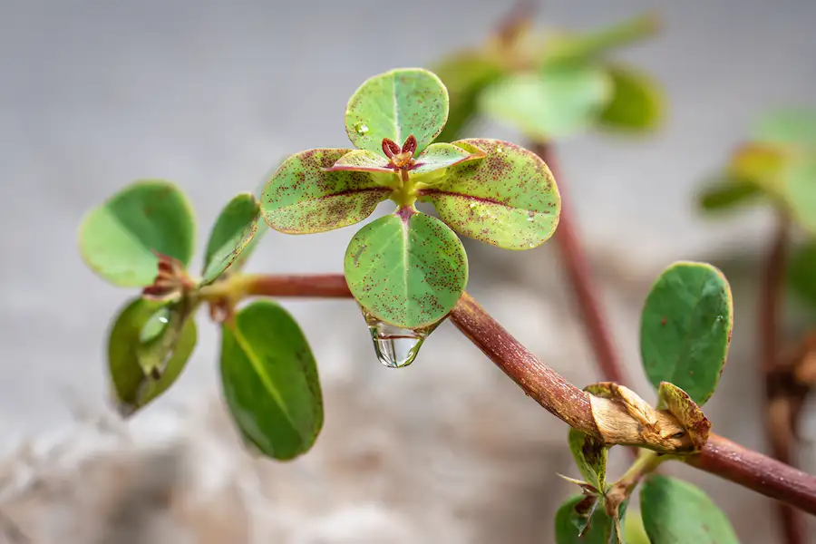 spotted spurge identification toxic weed euphorbia maculata