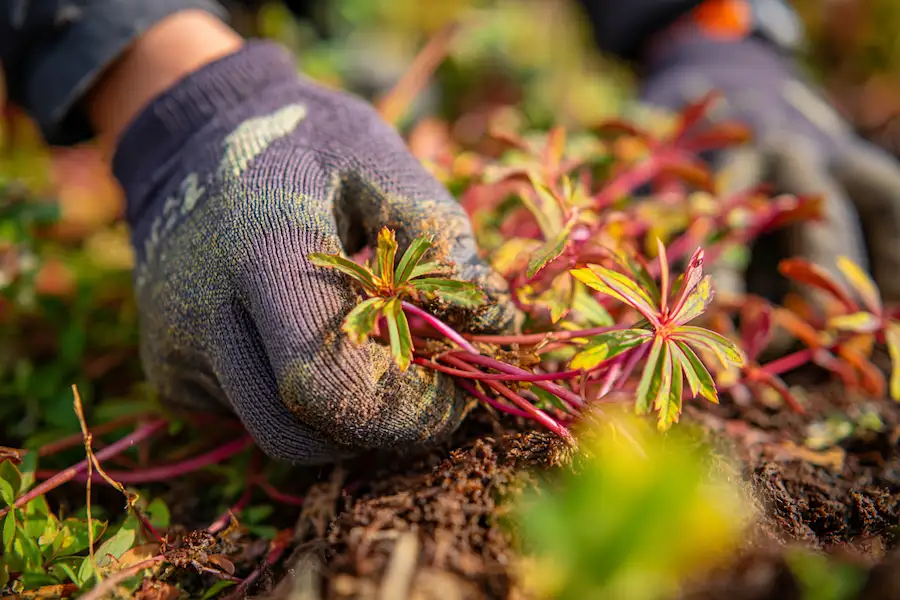 toxic spotted spurge harmful plant warning safety gloves